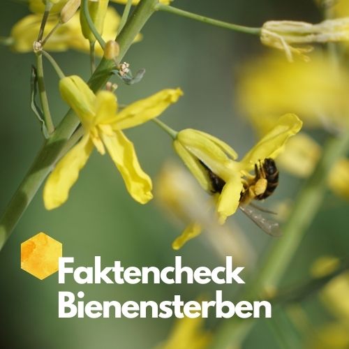 Bienensterben: wie schlimm steht es wirklich um die Honigbiene?