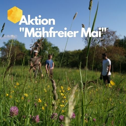 Aktion „mähfreier Mai“ 2023: Was steckt dahinter?