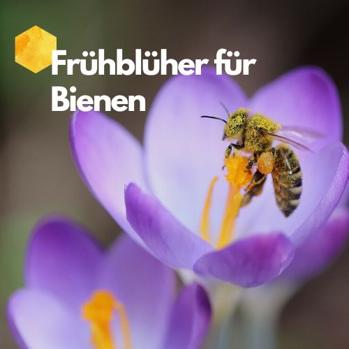 Frühblüher für Bienen
