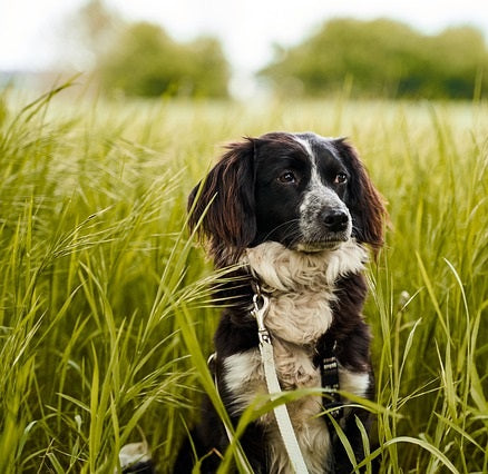 Manuka Honig für Hunde