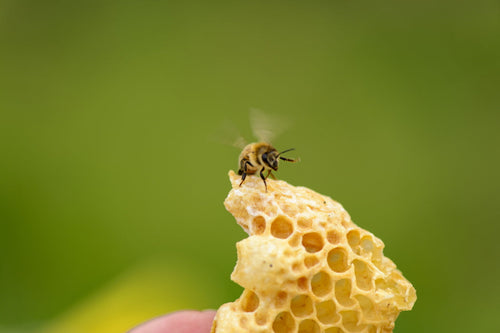 Alles was du über Gelee Royal wissen musst - beegut Bienenwissen