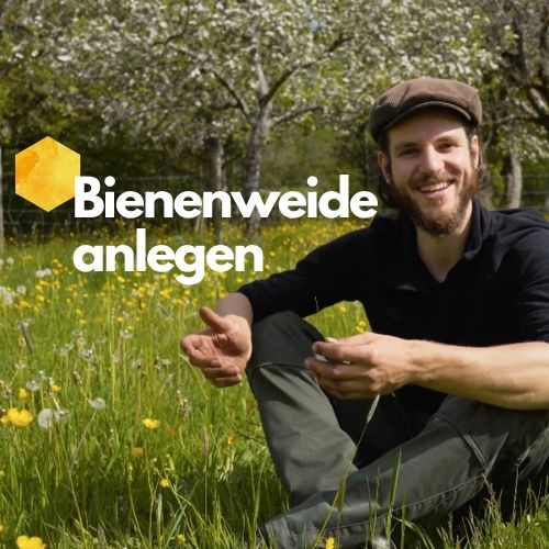 Bienenweide anlegen mit unserer Schritt-für-Schritt Anleitung