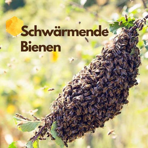 Schwärmende Bienen: Über den Umgang mit der faszinierenden Naturerscheinung