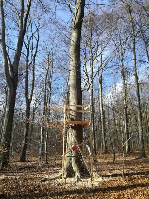 Wilde Honigbienen im Wald - damals und heute