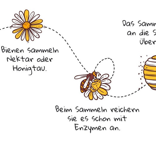 Wie entsteht Honig? So wird er gemacht, kindgerecht erklärt