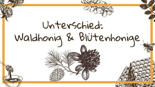 Waldhonig oder Blütenhonig? Wo ist der Unterschied?