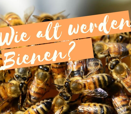 Wie alt werden Bienen?